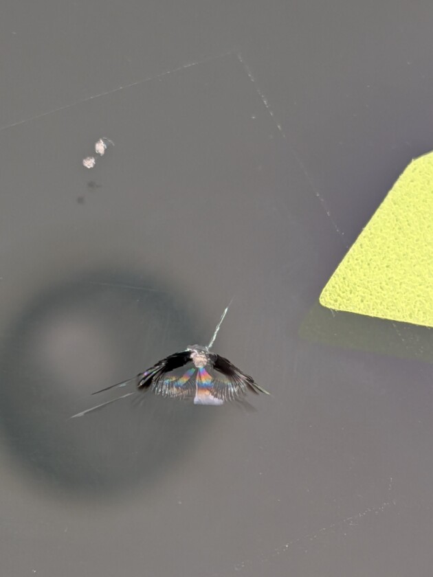 セレナ1.5cmのひび割れ