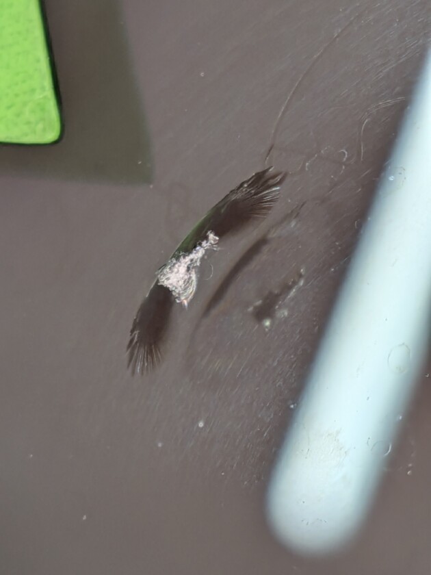 CX-60ウインドリペア1cmのひび割れ