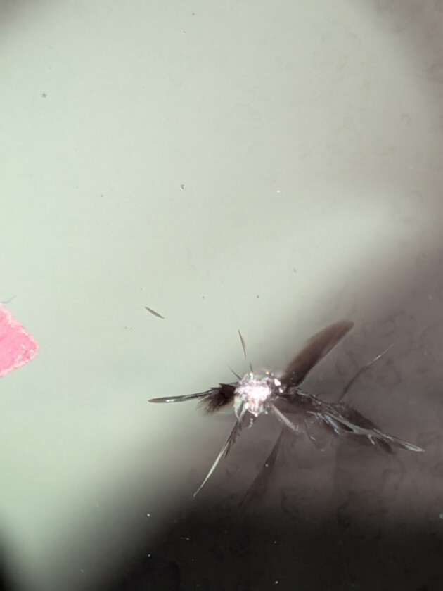 hPaH2直径1.5cmと1.1cmのひび割れ