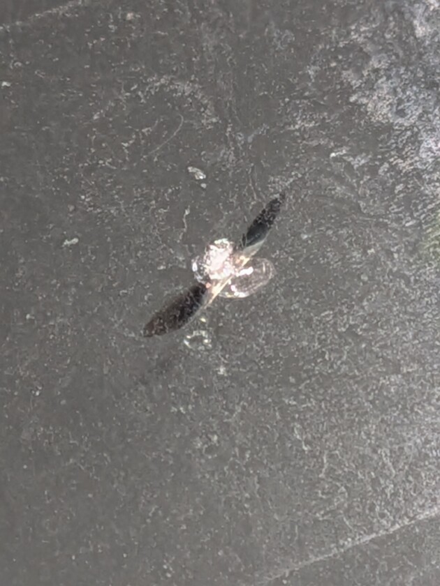 フリード8mmのひび割れ