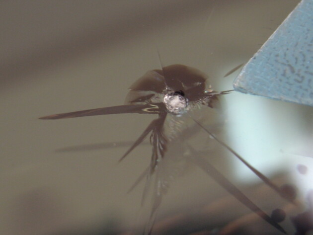 メルセデスベンツE220d ウインドリペア