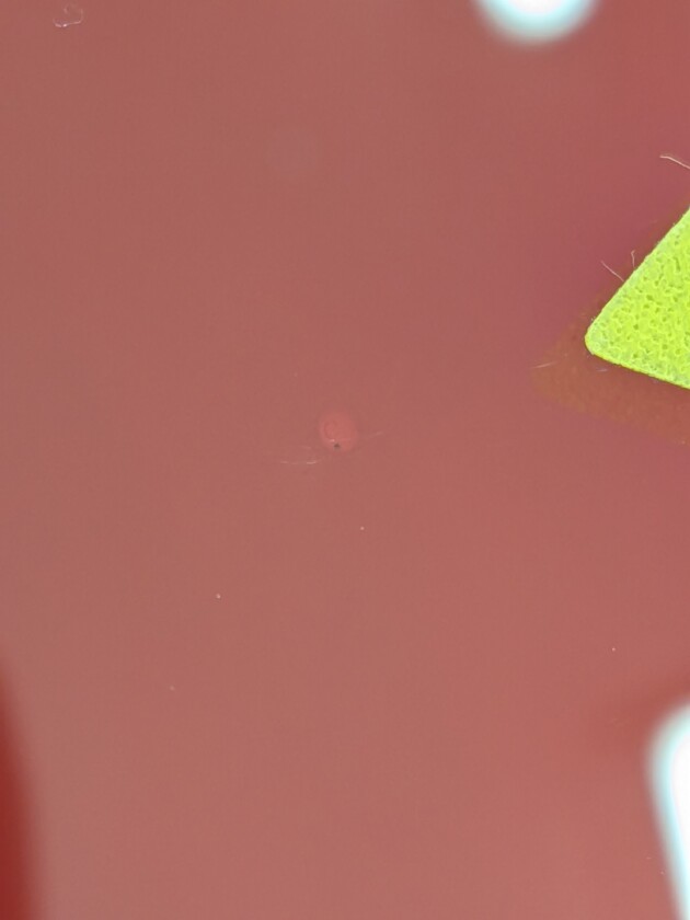 フェラーリローマスパイダー1.4cmのひび割れ