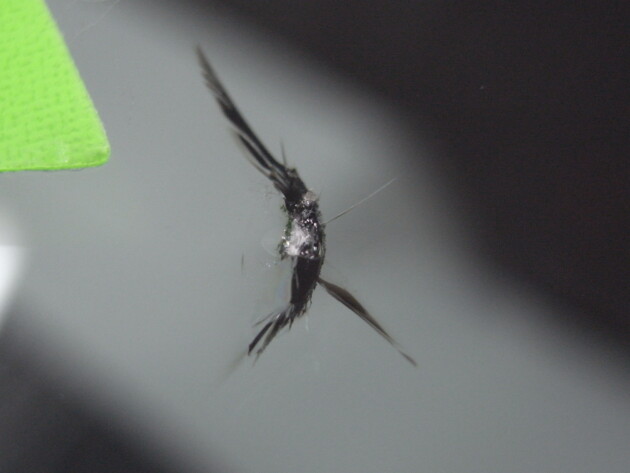 トヨタプリウス フロントガラス 修理