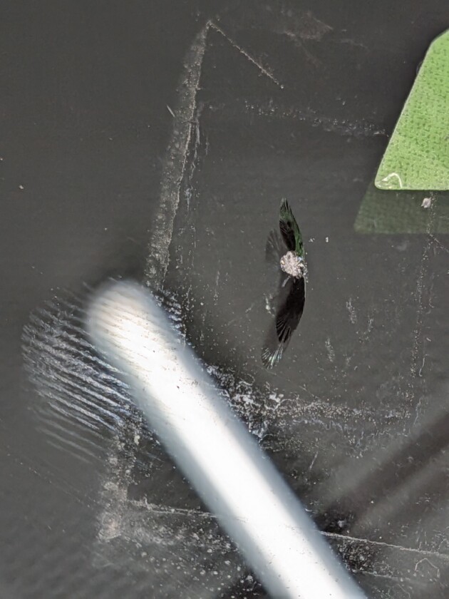 クラウン1.1cmのひび割れ