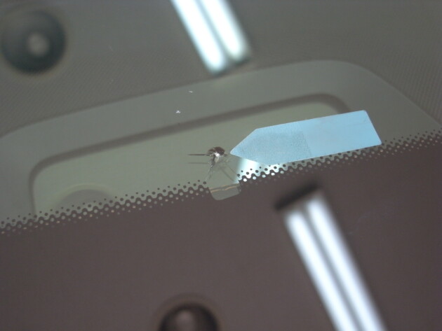 メルセデスベンツE220d ウインドリペア