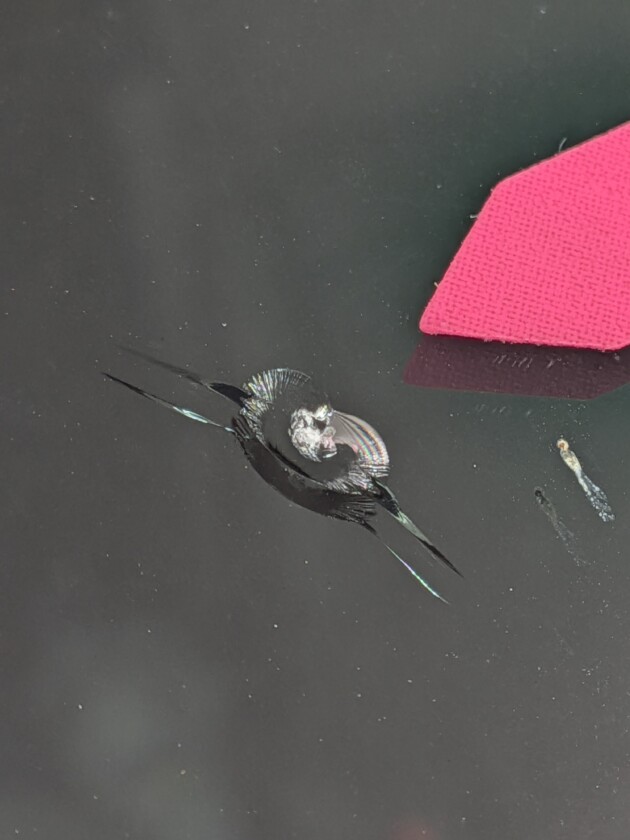 ステップワゴン2.3cmのひび割れ