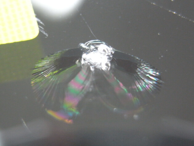 BMW3シリーズ ウインドリペア