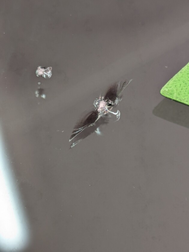 レジアスエース1cmのひび割れ