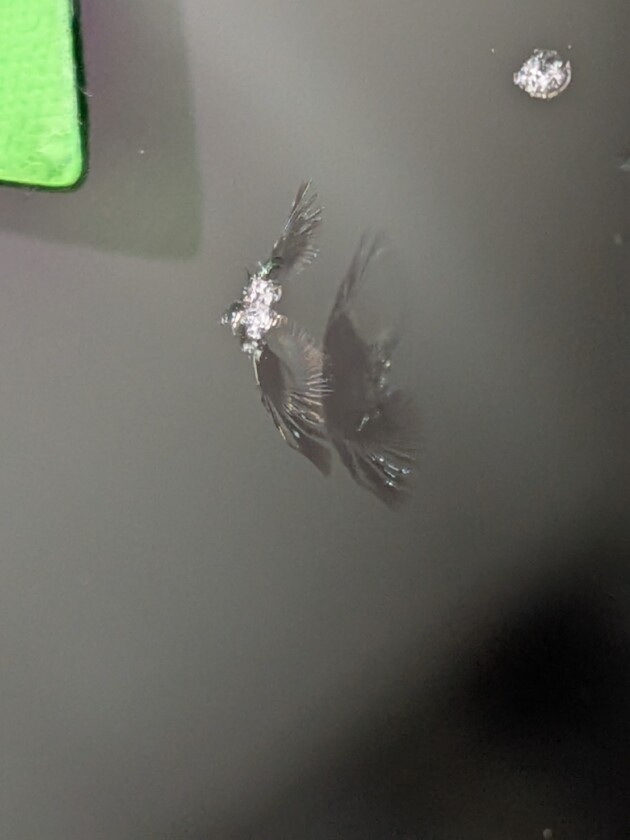 ハスラー1cmのひび割れ