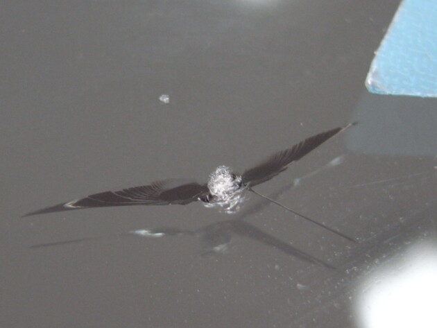 トヨタビッツ ウインドリペア