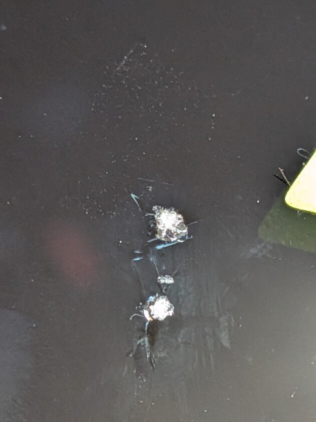 ステップワゴン衝撃点2つのひび割れ