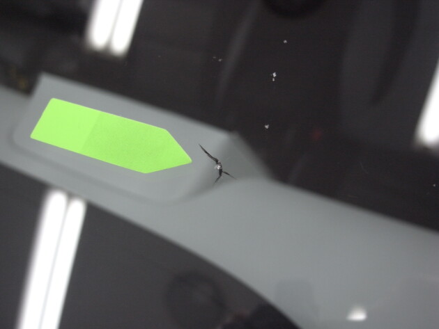 トヨタプリウス ウインドリペア