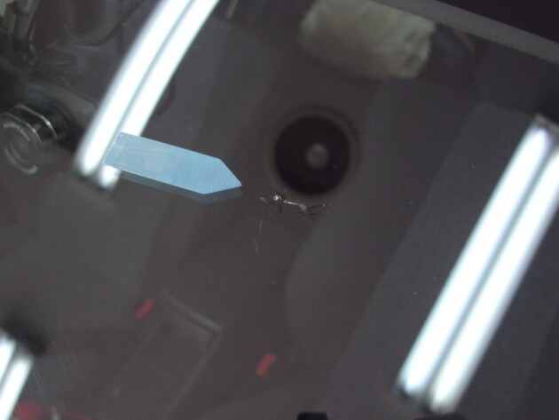 ウインドリペア　カレン　