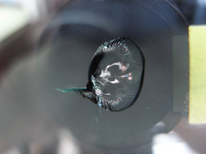 ホンダN－ＢＯＸ フロントガラス修理