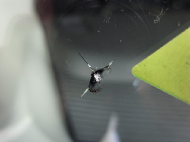 フロント ガラス 飛び石