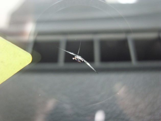 フロント ガラス 飛び石