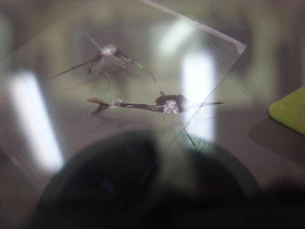 フロント ガラス 飛び石