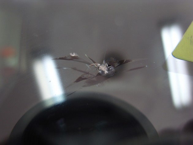 ウインドウ ガラス ヒビ割れ