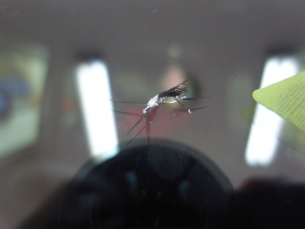 フロント ガラス 飛び石