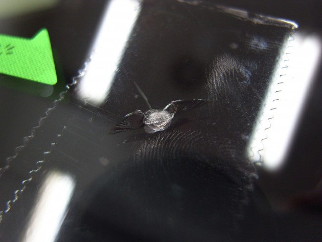 フロントガラス 飛び石