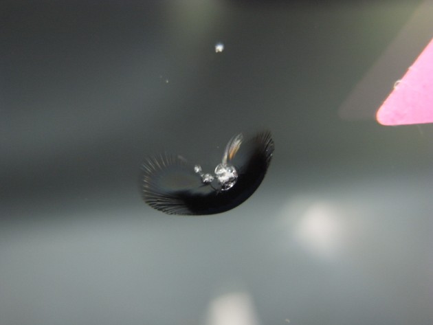 フロントガラス 飛び石