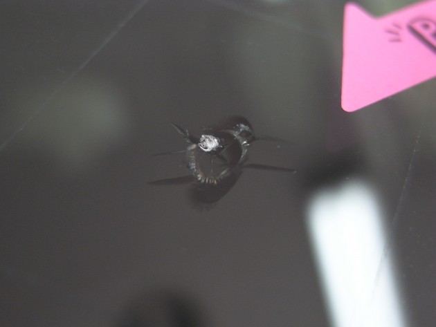 フロントガラス 飛び石