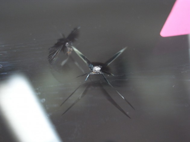 フロントガラス 飛び石