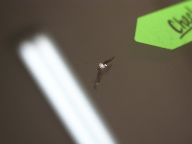 フロントガラス 飛び石 修理