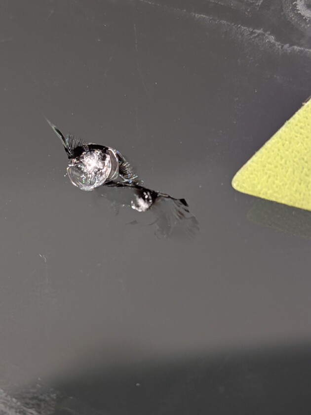 フリードプラス1.4cmのひび割れ