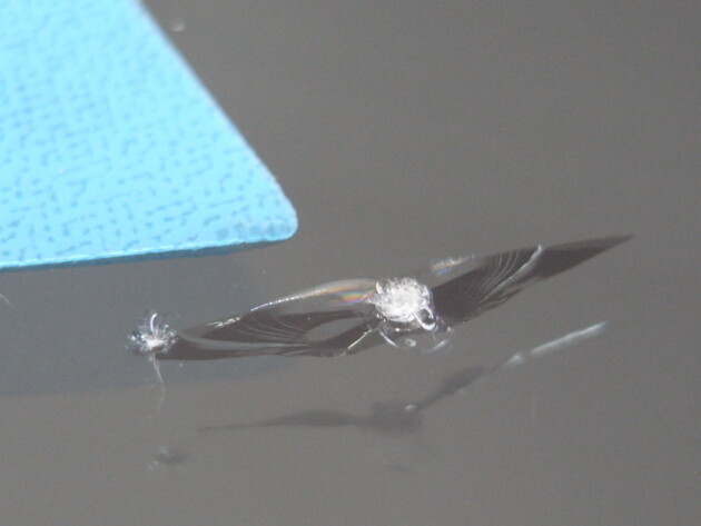 トヨタノア フロントガラス飛び石