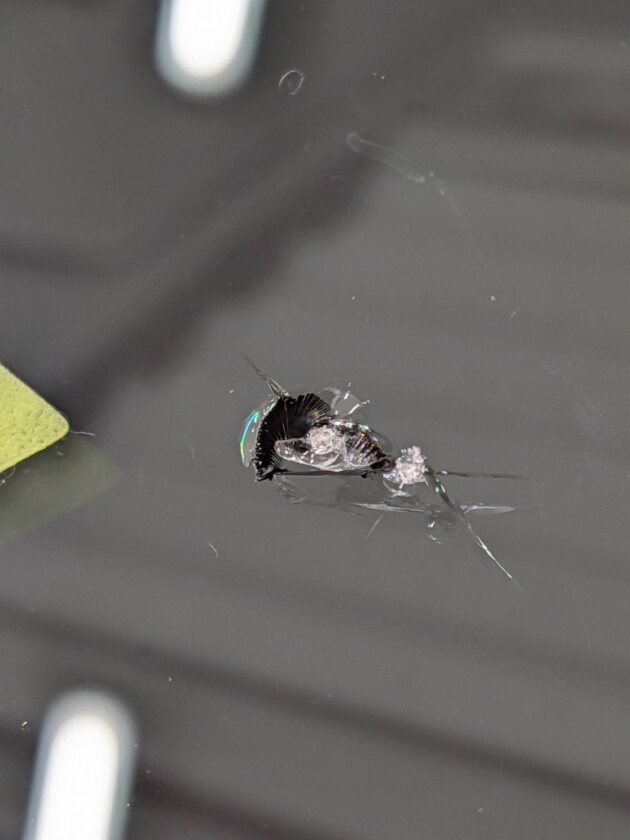 ジュリエッタひび割れ2つ