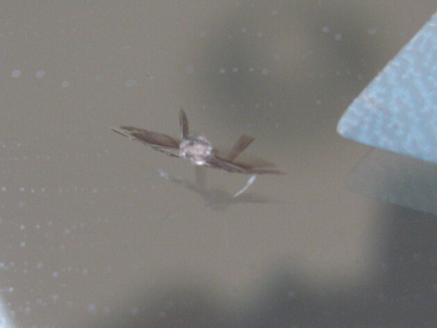 スズキエブリィ フロントガラス 修理