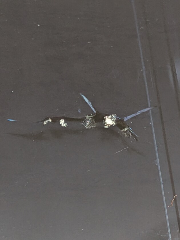 タント1.8cm衝撃点2つ