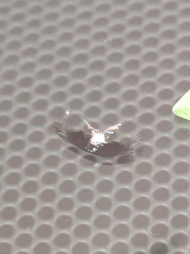 NX350ｈ8mmのひび割れ