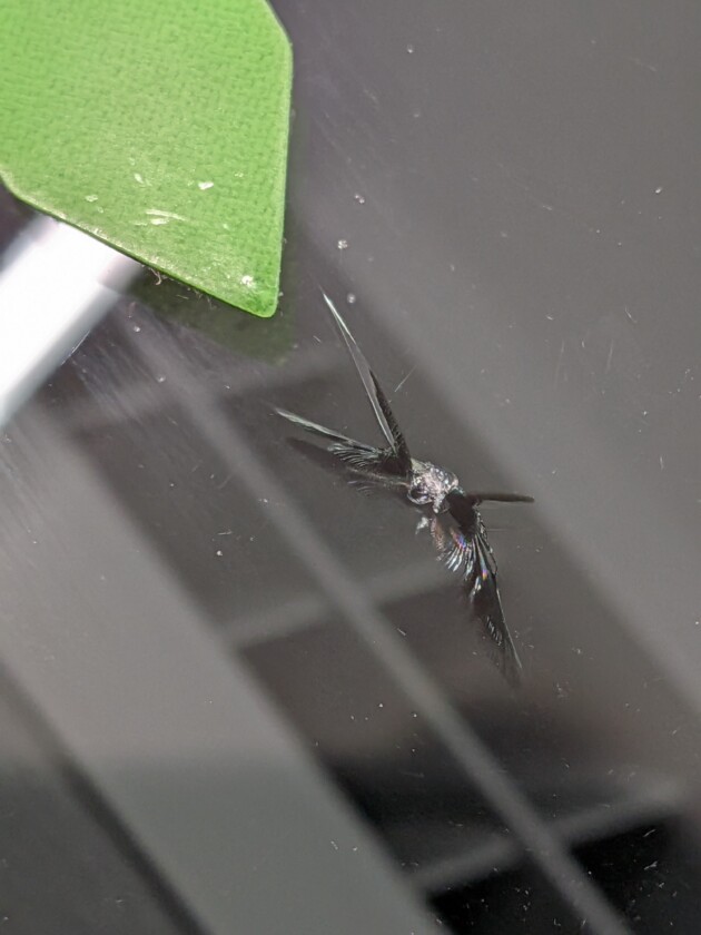 BMWX2ウインドリペア