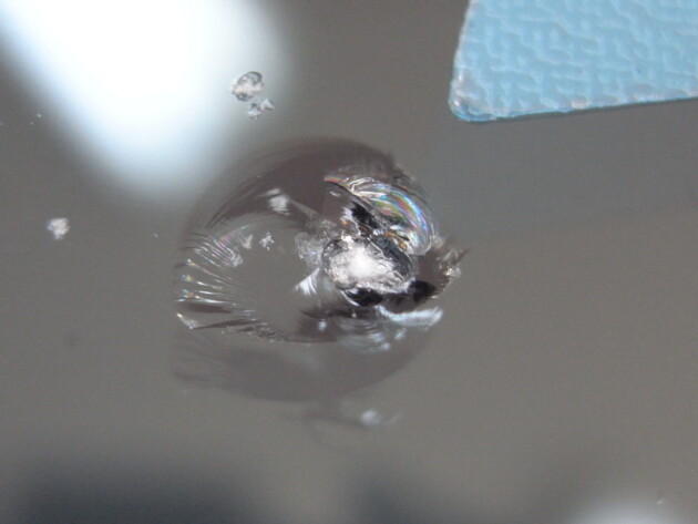 ホンダフィット　フロントガラス　飛び石