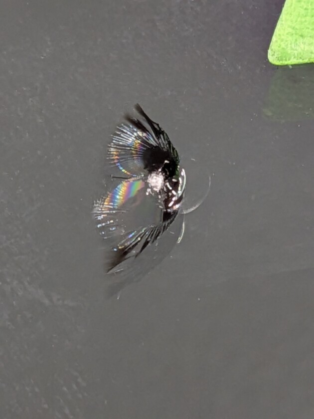 ハリアー1.3cmのひび割れ