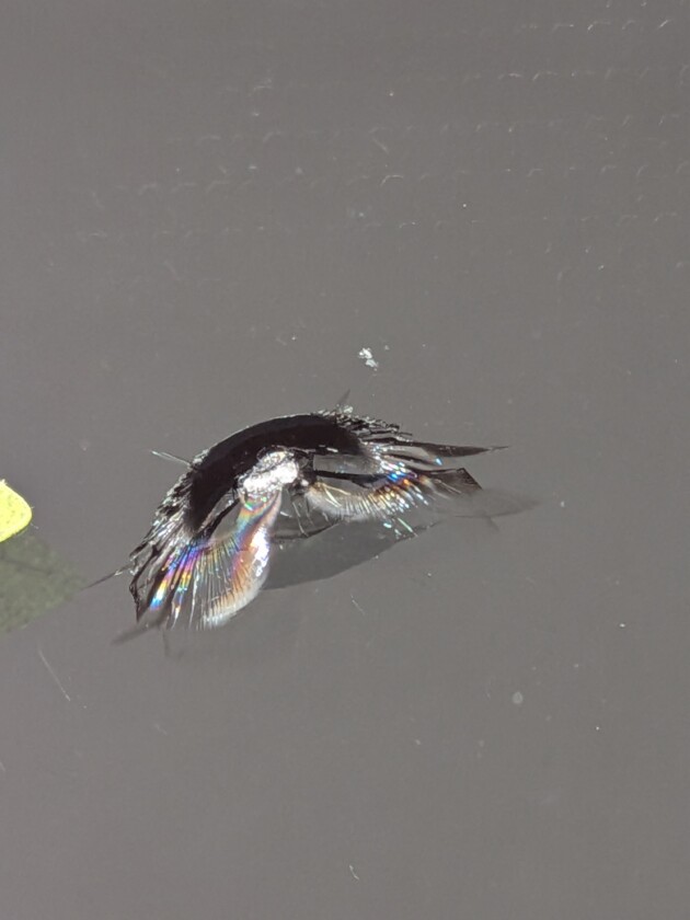 レヴォーグ2cmのひび割れ